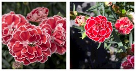 Very Fragrant - Constant Beauty Crush Orange Dianthus - 2.5&quot; Pot - $28.99