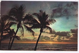 Florida Postcard Sun On The Horizon Silhouettes Swaying Palms Florida Beach - £2.22 GBP