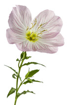 Pink Showy Evening Primrose Seeds 1500 A Perennial Medicinal Herb Flower  From U - £6.62 GBP