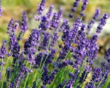 SDC Lavender Seeds Aromatic Herb Dried Flower Use Easy Grow - $14.20