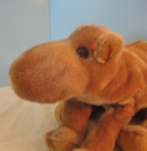 Ty B EAN Ie Babies Buddy -1 Humped Camel Stuffed - £14.38 GBP