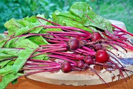 US Seller 100 Early Wonder Beet Seeds Native Heirloom Vegetable Patio - £7.03 GBP