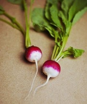 500 Sparkler White Tip Radish Sweet European Red Raphanus Sativus Vegeta... - $14.50