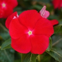 VINCA SEEDS MEGA BLOOM RED 25 SEEDS LARGE BLOOMS - £17.90 GBP