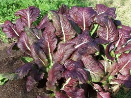 1500 pcs Red Giant Mustard Ornamental Japanese Greens Herb Vegetable Seeds - £7.06 GBP