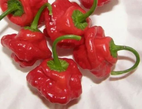 SGH 20 Authentic Caribbean Scotch Bonnet Jamaican Red Premium Pepper Seeds USA - $8.72