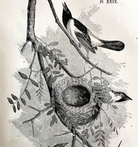 Orchard Oriole Victorian 1856 Bird Art Plate Print Antique Nature Epheme... - £31.59 GBP