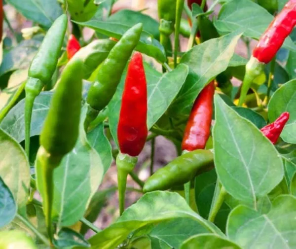 10 Thai Dragon Pepper Spicy Hot Fresh Seeds - £11.19 GBP