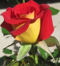 10 Pc Seeds Yellow Red Rose Flower, Rose Bush Perennial Seeds for Planti... - $16.80