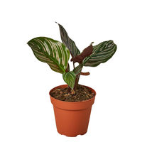 Live Plant - Calathea &#39;Ornata&#39; - 4&quot; Pot - Gardening - Houseplant - £38.36 GBP