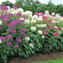 Cleome Landscaper&#39;S Pack Bulk Mixed Colors Spider Plant Usa 1000 Seeds From US - £9.47 GBP