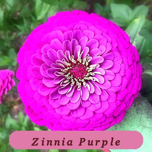 Purple Prince Zinnia Top Quality Seeds Giant 5+ Purple Flowers 1185 - $2.86