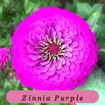 7503 zinnia purple pop thumb200