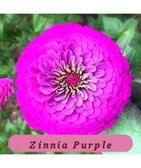 Purple Prince Zinnia Top Quality Seeds Giant 5+ Purple Flowers 1185 - €2,47 EUR