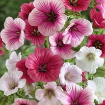 Malope Trifida Seeds Dwarf Rose Mallow Border Bed Flowers Fresh Fast Shi... - $3.78