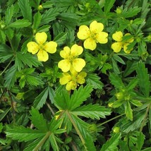 Tormentil Seeds Potentilla Tormentilla 20 Seeds Gardening USA SELLER - £13.47 GBP