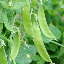 Pea Mammoth Melting Sugar Seed New Fresh Seeds - £12.38 GBP