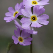 New Fresh Seeds Primula Mistassinica Seed - $10.38