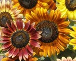 Sunflower Seeds 50 Autumn Beauty Mix Annual Garden Bees Birds Fast Shipping - $8.99