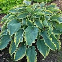 1.hosta Voices In The Wind For Home Garden - £26.74 GBP