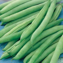 Gun-el Greencrop Bean Seeds 50 Ct Green Bush Snap Vegetable Garden Heirloom NON- - £9.01 GBP