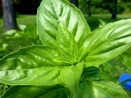 200 Sweet Basil Seeds Fresh Fast Shipping - $3.36