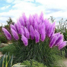 Mixed Yellow Purple Pampas Grass 100 PCS Seeds - £9.29 GBP