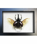 Xylotrupes Gideon Siamese Rhinoceros Real Beetle Framed Entomology Shado... - $107.29 CAD
