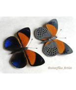 Asterope Markii Set Dotted Glory Real Butterflies Framed Entomology Shad... - $139.42 CAD