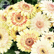 Daisy Light Yellow Flower Seeds 200 Seeds Pack 8 Layer Yellow Red Double Petals  - £6.61 GBP