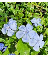 Live Plants Plumbago auriculata Imperial Blue Starter 3 To 5&quot; Tall 2 Pla... - £20.59 GBP