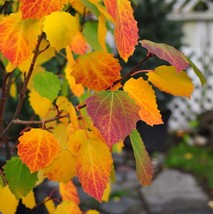 Swedish Columnar Aspen (Populus tremula ‘Erecta’) 1-2 feet tall - $165.00