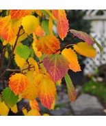 Swedish Columnar Aspen (Populus tremula ‘Erecta’) 1-2 feet tall - $3,018.31 MXN