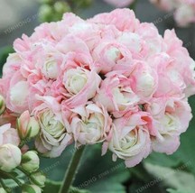 Geranium Seeds Apple Blossom Rosebud Pelargonium Light Pink Flowers Fresh Garden - £6.46 GBP