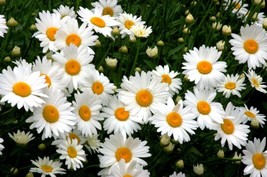 Shasta Daisy 300 Seeds Organic Perennial Attracts Humingbirds Butterflies GiftFr - £6.62 GBP