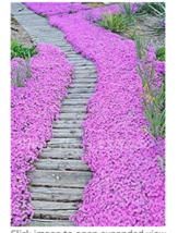 200 pcs Creeping Thyme Seeds Rock CRESS Plant - Light Pink Flowers FROM GARDEN - £6.98 GBP