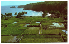 Aerial of Taro Fields Grown on the Keanae Peninsula Maui Postcard - $9.89