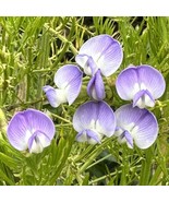 HT 15 Seeds KoolAid Bush House Flowers Garden Seeds - $14.12