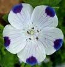 50+ Five Spot Ground Cover Flower Seeds / Nemophila / Annual - £10.87 GBP
