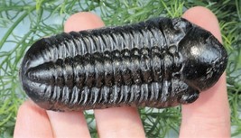 TRILOBITE FOSSIL REPLICA RELIC ARTHROPOD INSECT CAMBRIAN FRIDGE MAGNET B... - $7.87