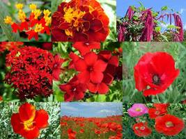 Ship From Us 72,000 Radiant Red Wildflower Mix, ZG09 - £61.34 GBP