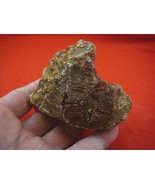 (k-2504) 95 g Rare Kauri tree Gum copal young Amber New Zealand Tane Mahuta - $79.79