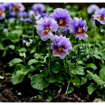 100 Ruffled Pansy Flower Seeds Hardy Annual Flowers Garden - £9.66 GBP