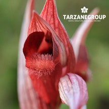 SERAPIAS ORIENTALIS &quot;EASTERN TONGUE ORCHID&quot; EUROPEAN TERRESTRIAL ORCHID ... - $27.00