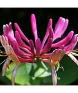Japanese Climbing Honeysuckle Fragrant Flowers Purple Leaves 2&quot; Pot Live... - £23.44 GBP