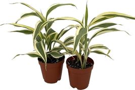 Live Plants 2 Pack 2&quot; Pots Dracaenas Bamboo Edged White Lucky Sanderianas Indoor - £29.77 GBP