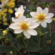 Lwstore Dahlia Mignon White 25 Seeds Usps Shipping - $9.42