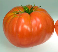 50 Seeds Wins All Tomato Vegetable Garden - $9.85