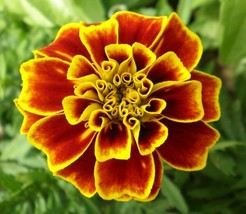 Florist Choice French Marigold Tagetes Patula Durango 20 Seeds Gardening Fresh U - £11.82 GBP