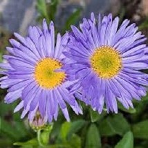 US Seller 25 Aster Goliath Blue Alpinus Flower Seeds Fast Shipping - £11.47 GBP